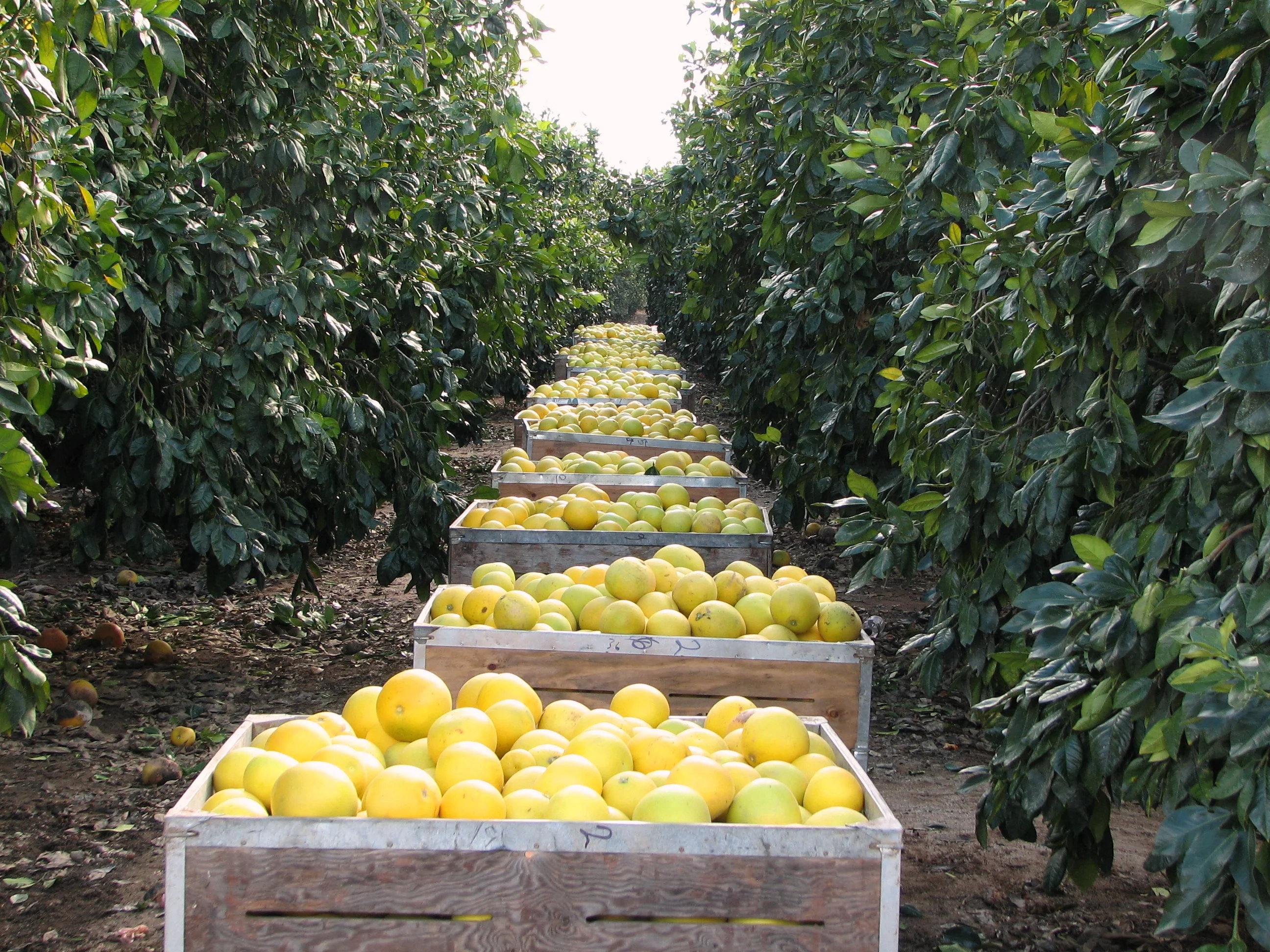 Sunshine From California's Citrus Heart